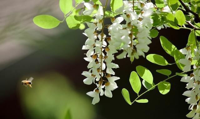 春吃花,夏吃叶,秋吃果,冬吃根,一年四季从吃花开端,还等什么