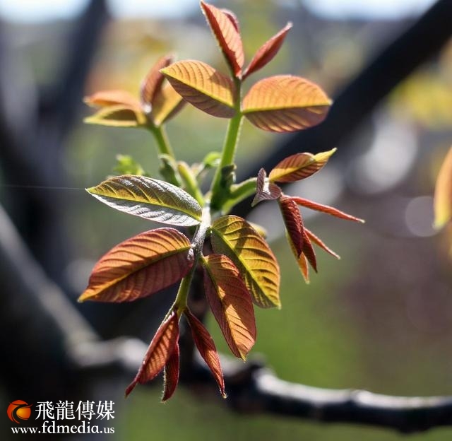 春吃花,夏吃叶,秋吃果,冬吃根,一年四季从吃花开端,还等什么