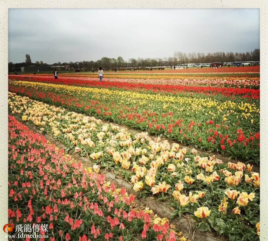 游客太多!荷兰将停止推广旅游业,计划限制外国游客数量