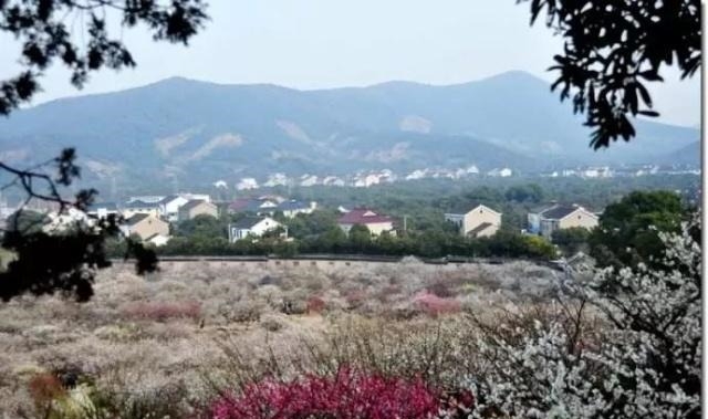 姑苏不只有园林古镇还有繁花似海,苏州全年赏花旅行攻略