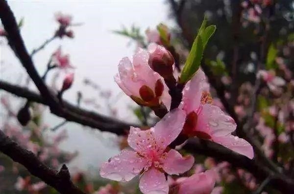 姑苏不只有园林古镇还有繁花似海,苏州全年赏花旅行攻略