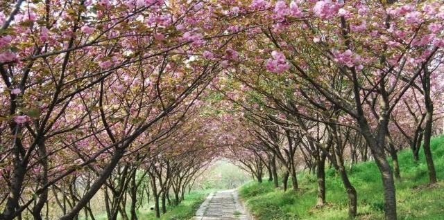 姑苏不只有园林古镇还有繁花似海,苏州全年赏花旅行攻略