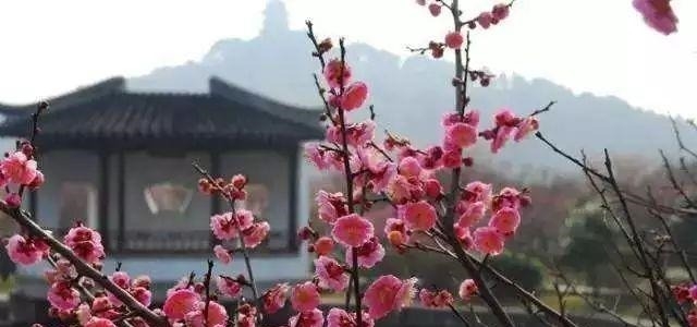 姑苏不只有园林古镇还有繁花似海,苏州全年赏花旅行攻略