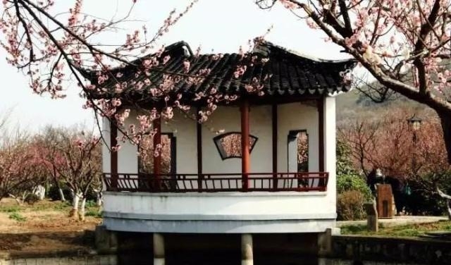 姑苏不只有园林古镇还有繁花似海,苏州全年赏花旅行攻略