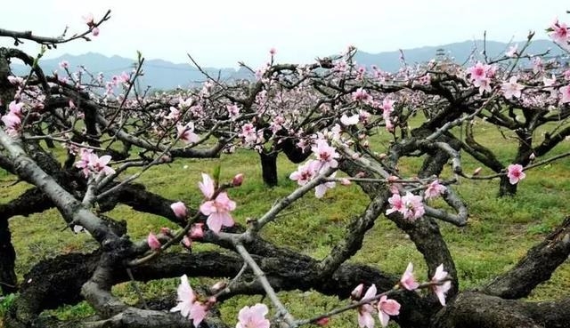 姑苏不只有园林古镇还有繁花似海,苏州全年赏花旅行攻略