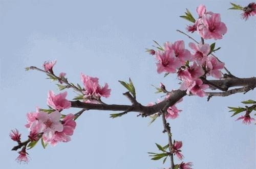 姑苏不只有园林古镇还有繁花似海,苏州全年赏花旅行攻略