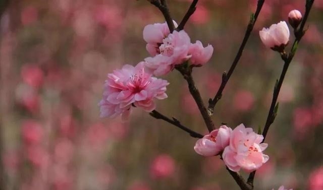 姑苏不只有园林古镇还有繁花似海,苏州全年赏花旅行攻略