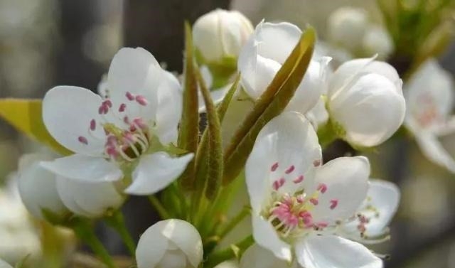 姑苏不只有园林古镇还有繁花似海,苏州全年赏花旅行攻略