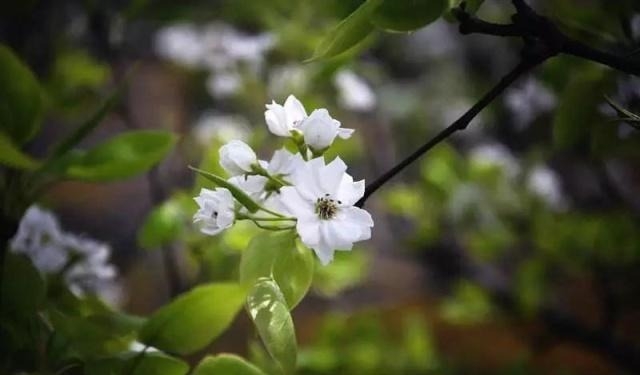 姑苏不只有园林古镇还有繁花似海,苏州全年赏花旅行攻略