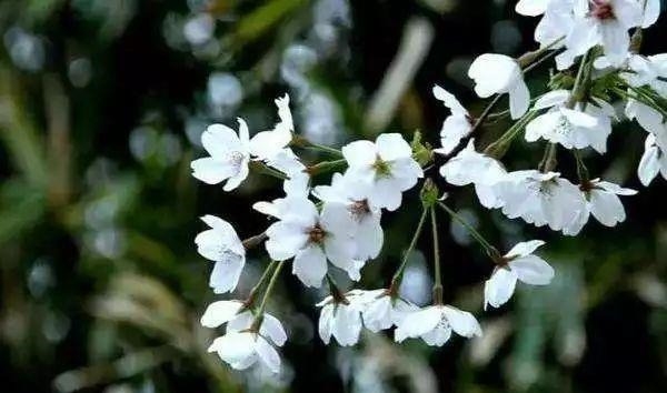 姑苏不只有园林古镇还有繁花似海,苏州全年赏花旅行攻略