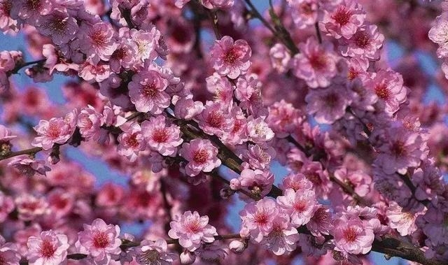 姑苏不只有园林古镇还有繁花似海,苏州全年赏花旅行攻略