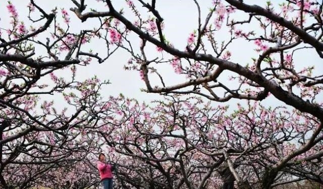 姑苏不只有园林古镇还有繁花似海,苏州全年赏花旅行攻略