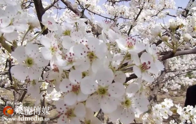 姑苏不只有园林古镇还有繁花似海,苏州全年赏花旅行攻略