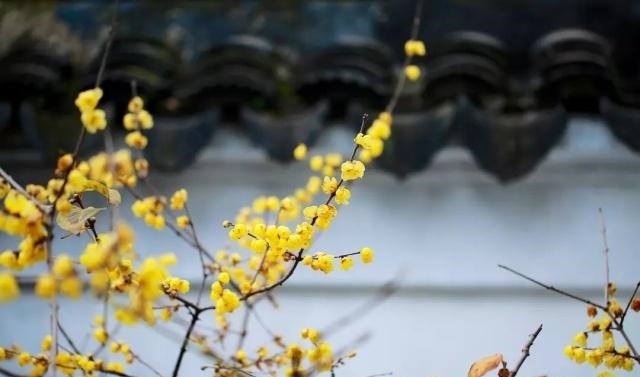 姑苏不只有园林古镇还有繁花似海,苏州全年赏花旅行攻略