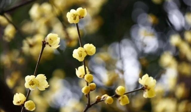 姑苏不只有园林古镇还有繁花似海,苏州全年赏花旅行攻略