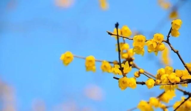 姑苏不只有园林古镇还有繁花似海,苏州全年赏花旅行攻略