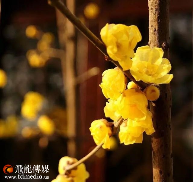 姑苏不只有园林古镇还有繁花似海,苏州全年赏花旅行攻略