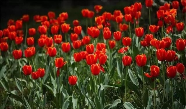 姑苏不只有园林古镇还有繁花似海,苏州全年赏花旅行攻略