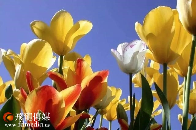 姑苏不只有园林古镇还有繁花似海,苏州全年赏花旅行攻略