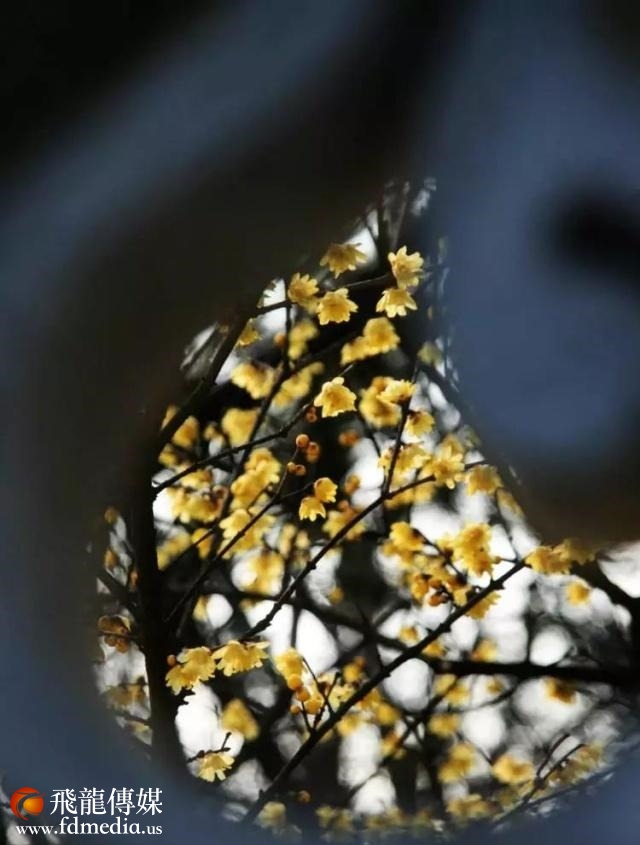 姑苏不只有园林古镇还有繁花似海,苏州全年赏花旅行攻略