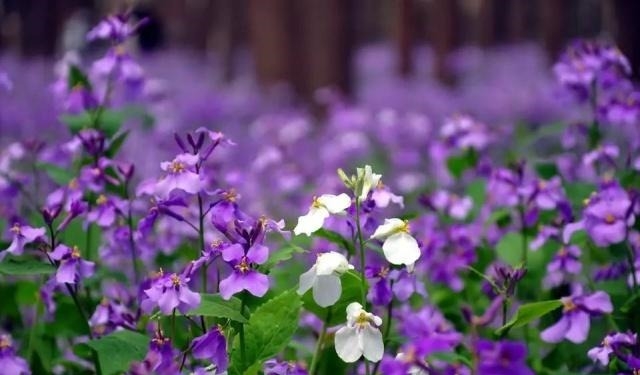 姑苏不只有园林古镇还有繁花似海,苏州全年赏花旅行攻略