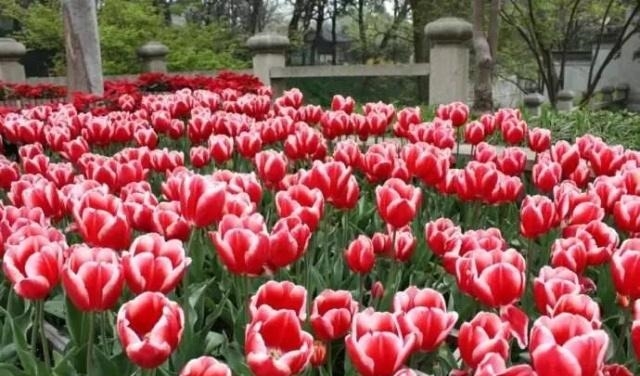 姑苏不只有园林古镇还有繁花似海,苏州全年赏花旅行攻略