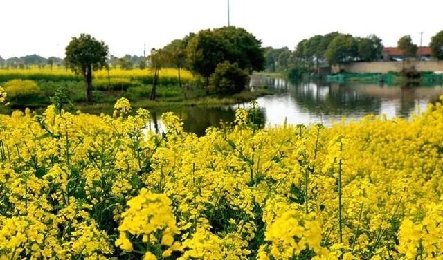 姑苏不只有园林古镇还有繁花似海,苏州全年赏花旅行攻略