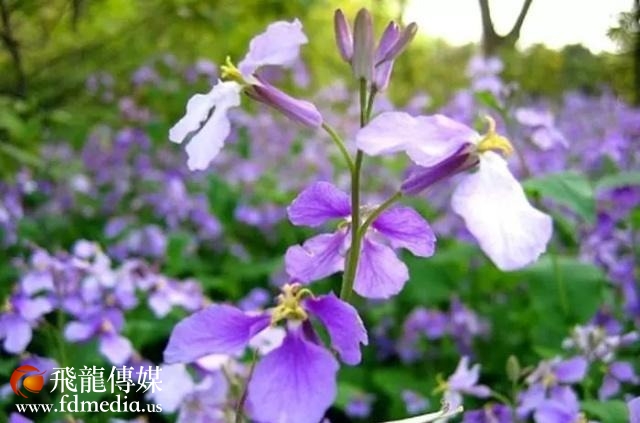 姑苏不只有园林古镇还有繁花似海,苏州全年赏花旅行攻略