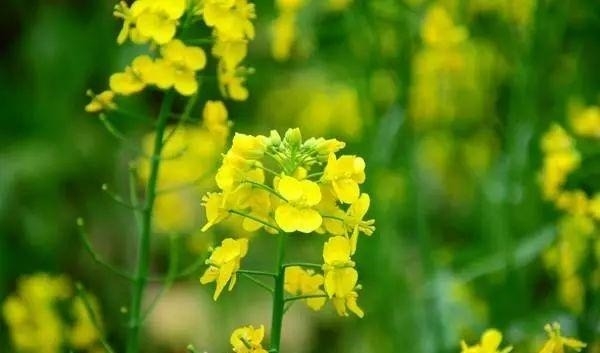 姑苏不只有园林古镇还有繁花似海,苏州全年赏花旅行攻略