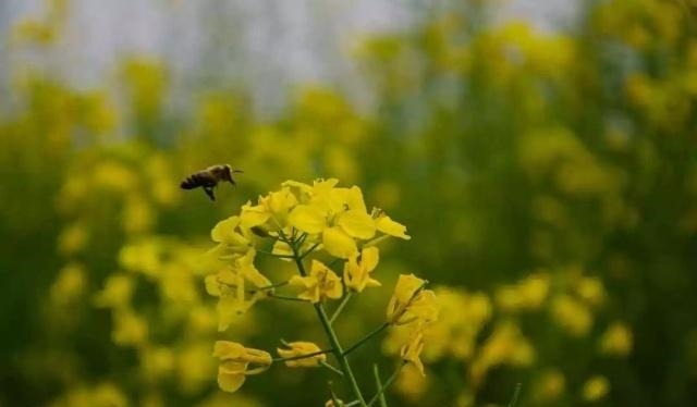 姑苏不只有园林古镇还有繁花似海,苏州全年赏花旅行攻略