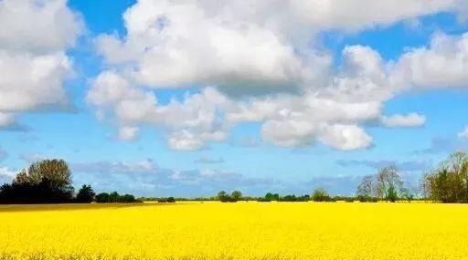 姑苏不只有园林古镇还有繁花似海,苏州全年赏花旅行攻略