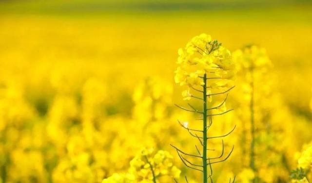 姑苏不只有园林古镇还有繁花似海,苏州全年赏花旅行攻略