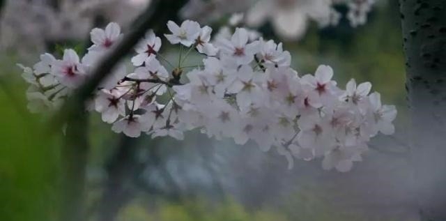 姑苏不只有园林古镇还有繁花似海,苏州全年赏花旅行攻略
