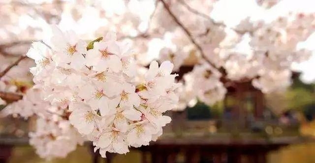 姑苏不只有园林古镇还有繁花似海,苏州全年赏花旅行攻略