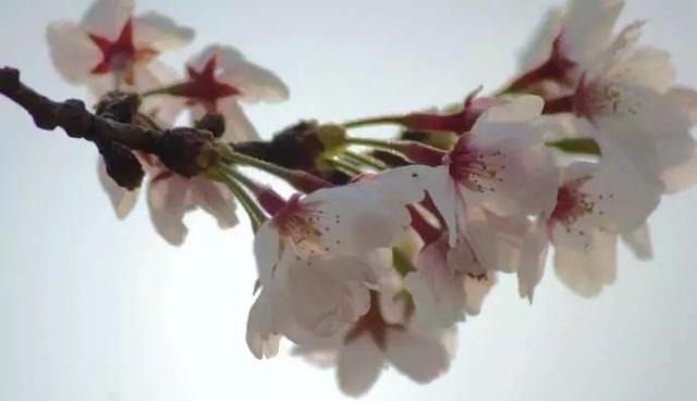 姑苏不只有园林古镇还有繁花似海,苏州全年赏花旅行攻略