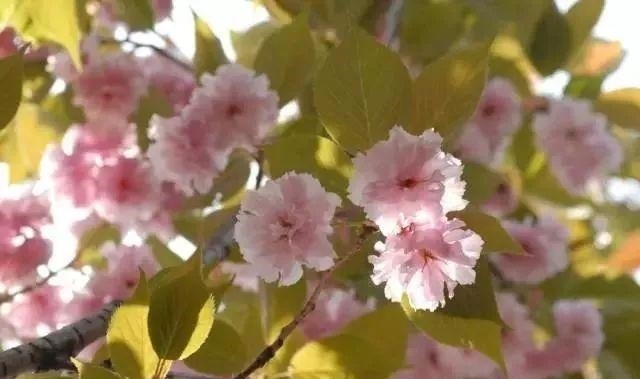 姑苏不只有园林古镇还有繁花似海,苏州全年赏花旅行攻略