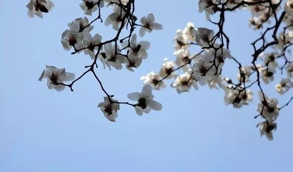 姑苏不只有园林古镇还有繁花似海,苏州全年赏花旅行攻略