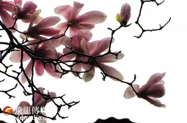 姑苏不只有园林古镇还有繁花似海,苏州全年赏花旅行攻略