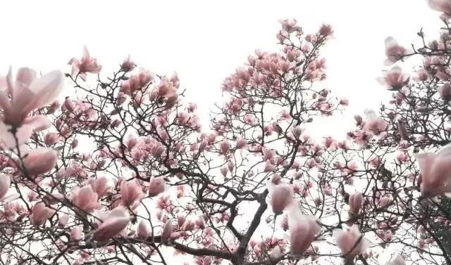 姑苏不只有园林古镇还有繁花似海,苏州全年赏花旅行攻略