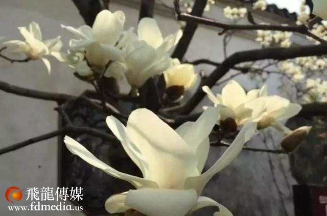 姑苏不只有园林古镇还有繁花似海,苏州全年赏花旅行攻略