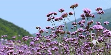 姑苏不只有园林古镇还有繁花似海,苏州全年赏花旅行攻略