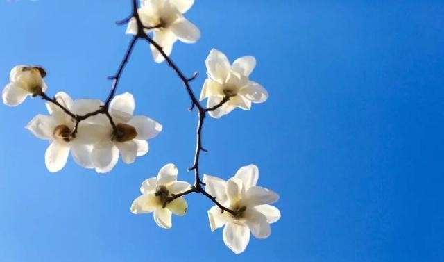 姑苏不只有园林古镇还有繁花似海,苏州全年赏花旅行攻略