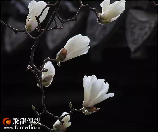 姑苏不只有园林古镇还有繁花似海,苏州全年赏花旅行攻略