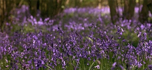 姑苏不只有园林古镇还有繁花似海,苏州全年赏花旅行攻略