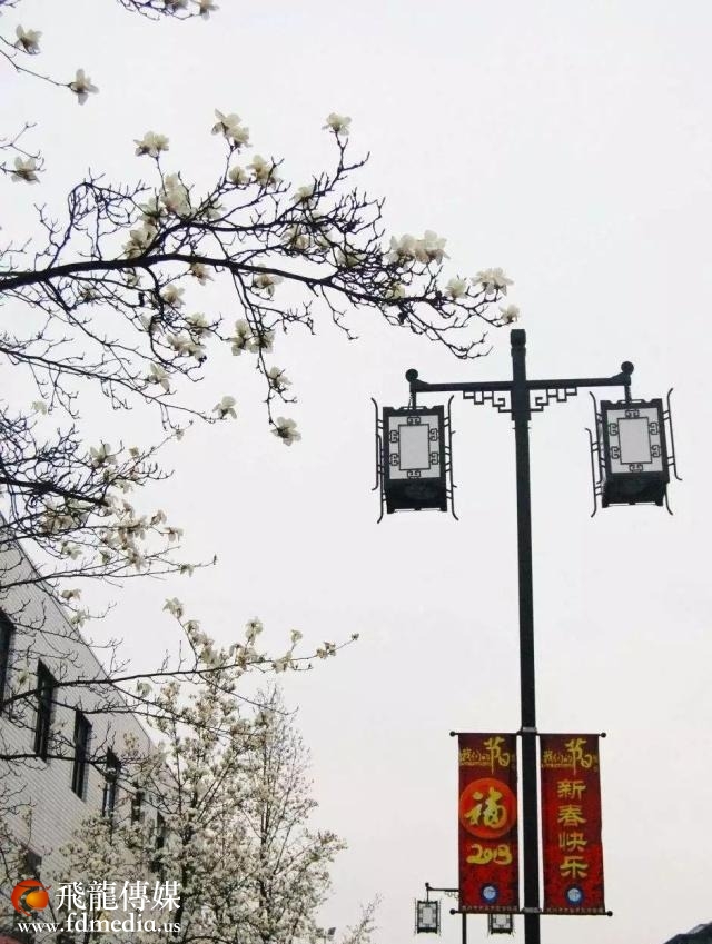 姑苏不只有园林古镇还有繁花似海,苏州全年赏花旅行攻略