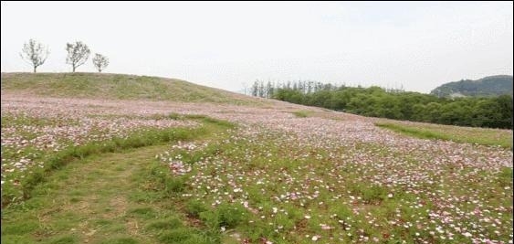 姑苏不只有园林古镇还有繁花似海,苏州全年赏花旅行攻略