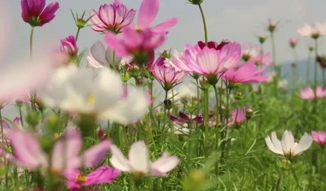 姑苏不只有园林古镇还有繁花似海,苏州全年赏花旅行攻略