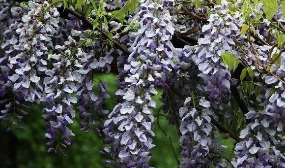 姑苏不只有园林古镇还有繁花似海,苏州全年赏花旅行攻略