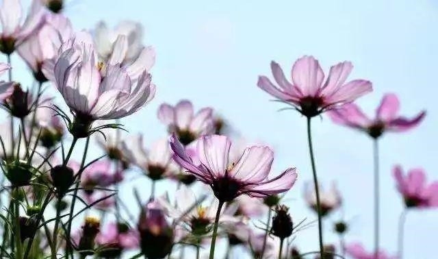 姑苏不只有园林古镇还有繁花似海,苏州全年赏花旅行攻略