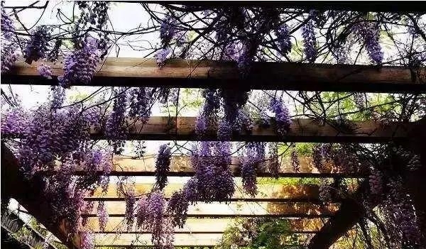 姑苏不只有园林古镇还有繁花似海,苏州全年赏花旅行攻略